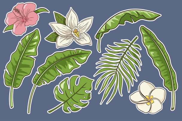 Tropical Flowers and Leaves Set. Stickers. Collection of hand drawn exotic plants and blossoms. Banana, palm and monstera leaves, hibiscus, plumeria and vanilla flowers - Вектор, зображення