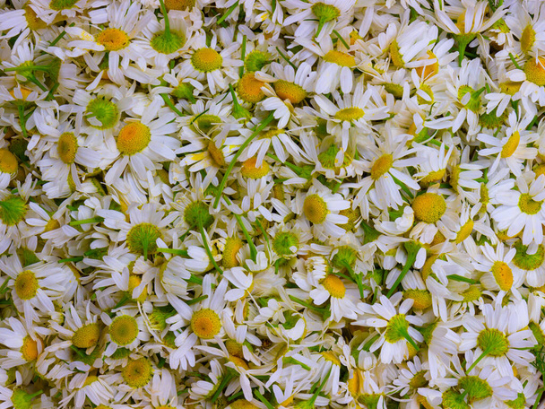 Vers geplukt Matricaria chamomilla bloemen voor de achtergrond. Abstract medische of homeopathie achtergrond. Bovenaanzicht - Foto, afbeelding