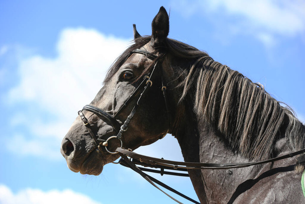 Vista laterale colpo di testa da vicino di uno stallone cavallo saltatore spettacolo grigio sullo sfondo naturale - Foto, immagini