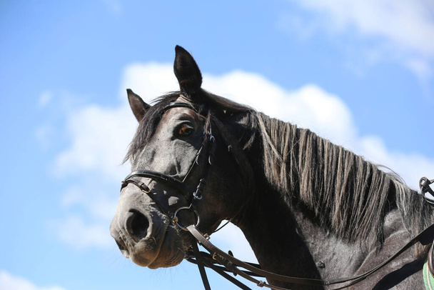 Side view head shot close up of a gray show jumper horse stallion against natural background - Photo, Image