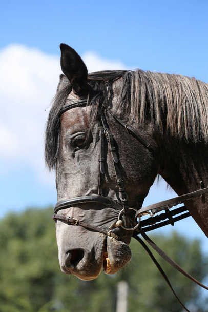 サイドビューヘッドは、自然の背景に対する灰色のショージャンパー馬の種牡馬のクローズアップを撮影 - 写真・画像