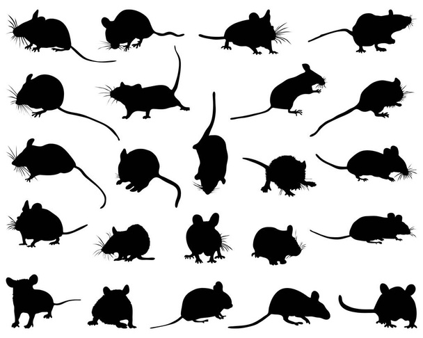 Черные силуэты мышей на белом фоне - Вектор,изображение