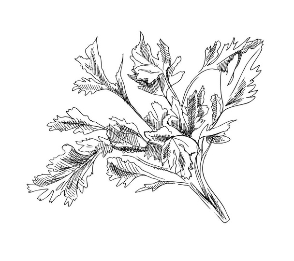 Vector hand-drawn vegetable Illustration. Detailed retro style  parsley  sketch. Vintage sketch element for labels, packaging and cards design. - Vector, Imagen