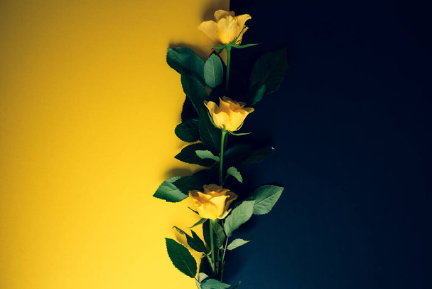 Colour blocking mockup template with a yellow rose - Fotoğraf, Görsel