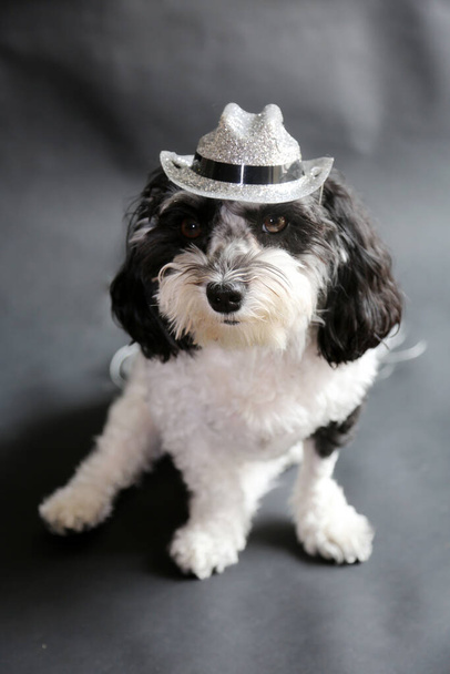 Dog Sun Hat Royalty-Free Images, Stock Photos & Pictures