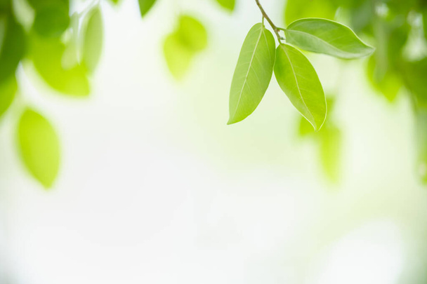 Mooie natuur uitzicht groen blad op wazig groen en witte lucht achtergrond met kopieerruimte met behulp van als achtergrond natuurlijke planten landschap, ecologie wallpaper concept. - Foto, afbeelding