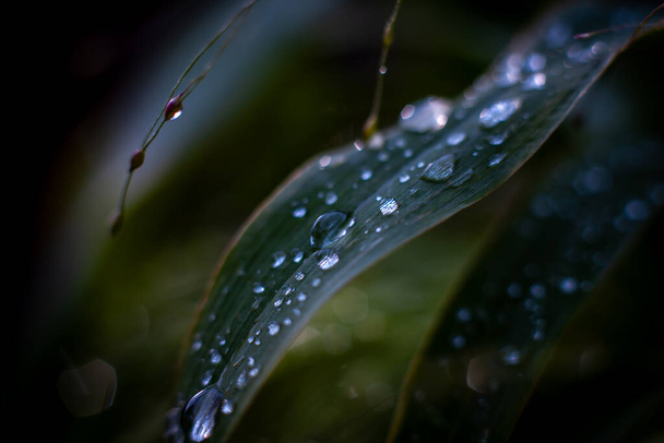 vihreä ruoho vesipisaroilla Luonto Makro Wallpappers - Valokuva, kuva