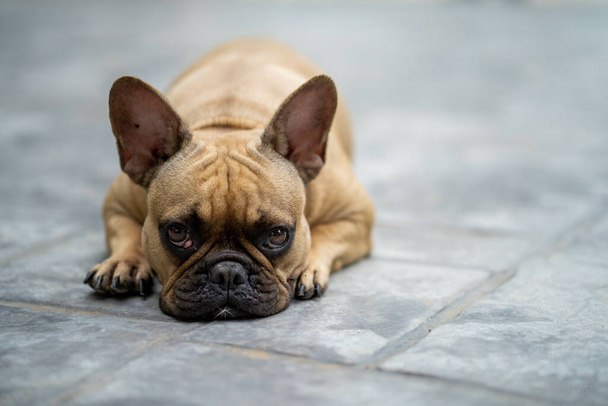 A closeup shot of a french bulldog lying down on the ground and staring at the camera - Fotó, kép