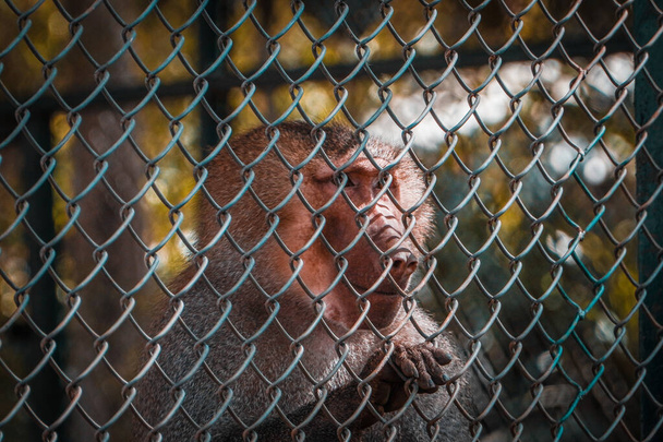 A small cute Macaques with red hair behind metal cage - Φωτογραφία, εικόνα