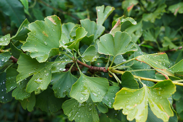 Ginkgo biloba tree leaves with water drops. - Photo, Image