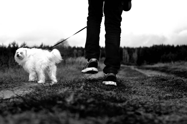 A greyscale view of a person walking their dog on a leash in the park - Фото, изображение