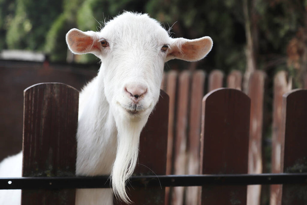 Plnokrevník bílá koza hlava zblízka na venkově chovu dobytka.Chov koz pro produkci kozího mléka a sýra - Fotografie, Obrázek