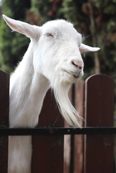 Cabeza de cabra blanca de raza completa cerca de una granja rural de animales.Crianza de cabras para la producción de leche de cabra y queso - Foto, Imagen