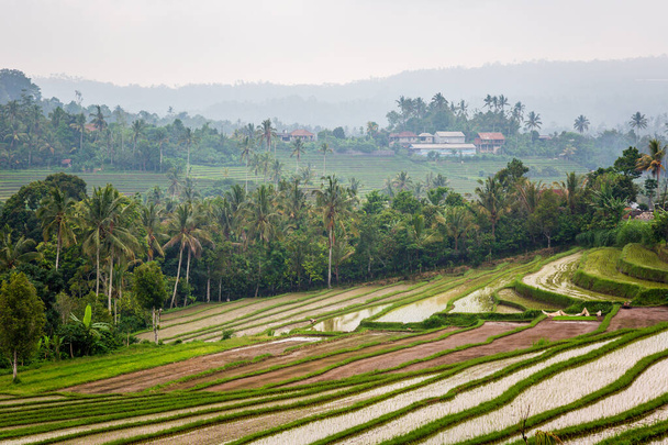 A beautiful shot of fields in Bali - 写真・画像