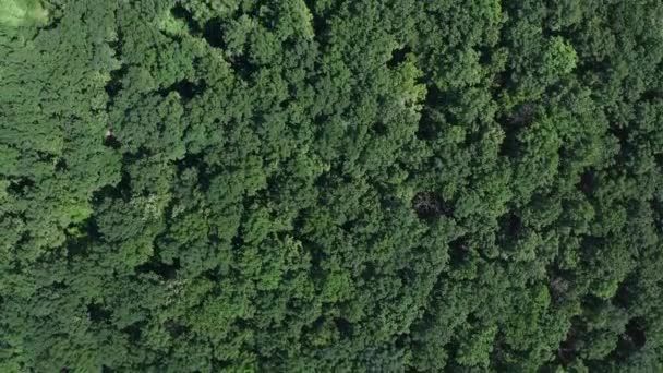 bovenaanzicht vanuit de lucht van groen bos - Video