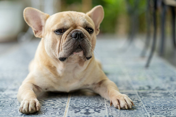 A closeup shot of a french bulldog with a cute snout lying down on the ground - Fotó, kép