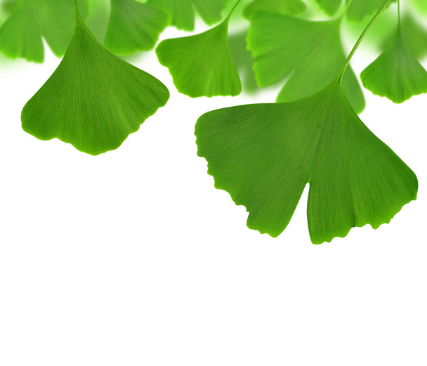 Ginkgo biloba leaves - Photo, Image