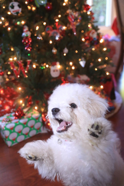 ビション・フライズ。ビション・フリーズ・パピー。6ヶ月前のビション・パピー。クリスマスパピー。クリスマスツリーの前でハッピーパピードッグジャンプ&プレイ。クリスマス・ドッグ。彼女のクリスマス写真のためにポーズをとると、ビション・フライズの子犬は微笑む。クリスマスパピー。クリスマス. - 写真・画像