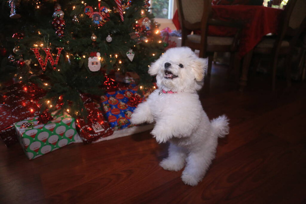 ビション・フライズ。ビション・フリーズ・パピー。6ヶ月前のビション・パピー。クリスマスパピー。クリスマスツリーの前でハッピーパピードッグジャンプ&プレイ。クリスマス・ドッグ。彼女のクリスマス写真のためにポーズをとると、ビション・フライズの子犬は微笑む。クリスマスパピー。クリスマス. - 写真・画像