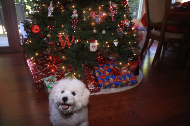 Bichon Frise. Bichon Frise Puppy. Six Month Old Bichon Puppy. Christmas Puppy. A Happy Puppy Dog Jumps and Plays in front of her Christmas Tree. Christmas Dog. A Bichon Frise puppy smiles as she poses for her Christmas Photo. Christmas Puppy. Xmas. - Photo, Image