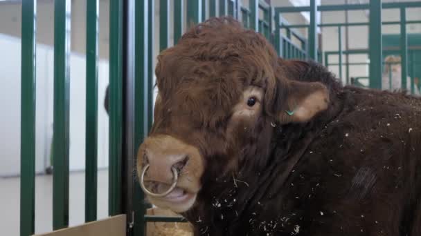 Nagy barna bika pihen mezőgazdasági állat kiállítás - Felvétel, videó