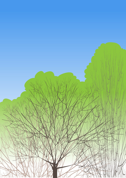 vrcholky stromů, které se první jarní listí - Vektor, obrázek