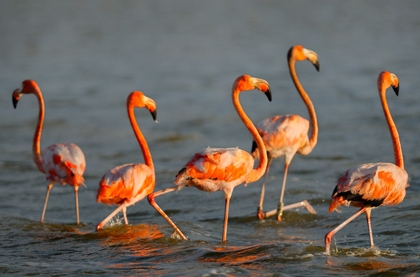 grotere Flamingo 's - Foto, afbeelding