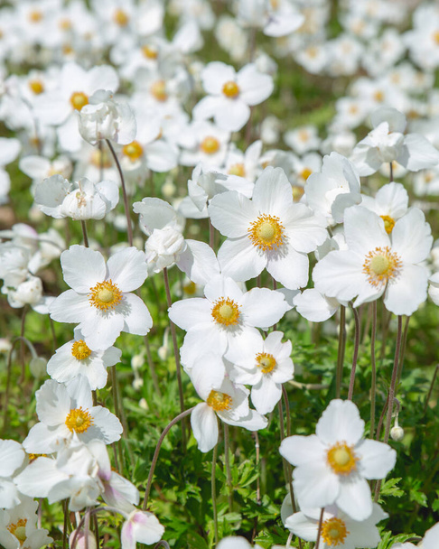 Valkoinen Joutsen Anemone (Tuulenkukat) kukkia auringossa - Valokuva, kuva