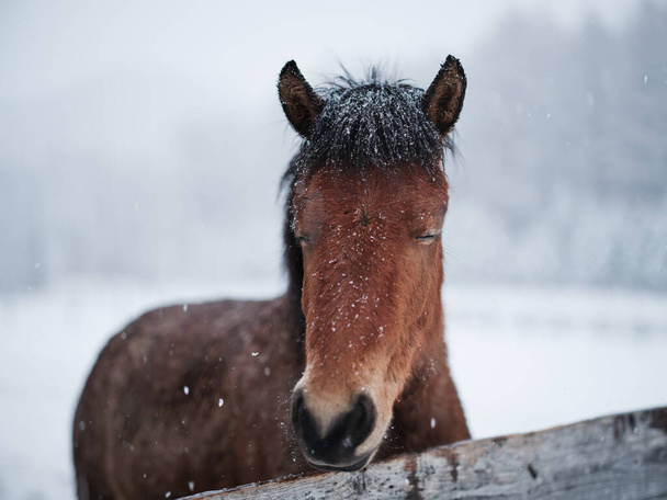dosanko horse in winter pasture - Foto, Imagem