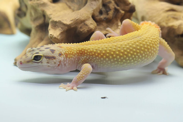 Леопардовый геккон (Eublepharis macularius) позирует в отличительном стиле. - Фото, изображение