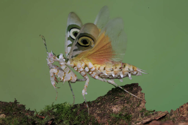 Een stekelige bloemensprinkhaan (Pseudocreobotra wahlbergii) wappert met zijn prachtige vleugels om roofdieren weg te jagen. - Foto, afbeelding