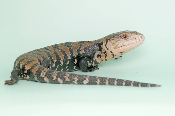 A Blue tongued skink (Tiliqua sp) is starting its daily activities. - Photo, Image