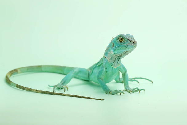 Ένα μπλε ιγκουάνα (Iguana iguana) με κομψή πόζα. - Φωτογραφία, εικόνα