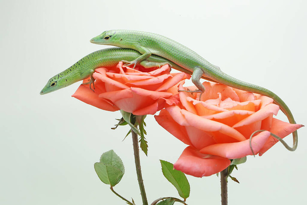 Two Emerald Tree Skink (Lamprolepis smaragdina) are basking on roses in perfect bloom.  - Photo, Image