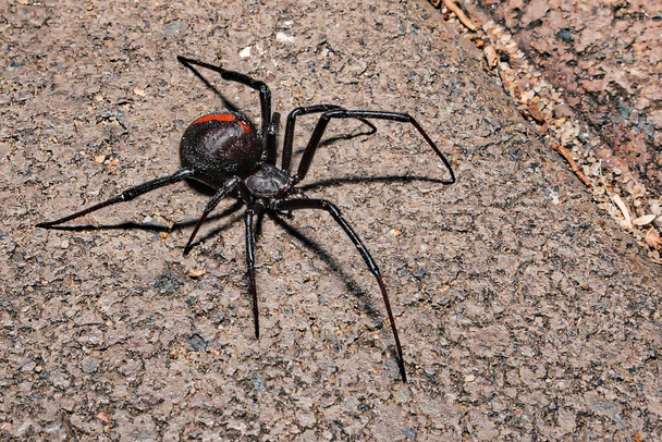 Yerdeki kırmızı sırtlı örümceğe yakın çekim - Fotoğraf, Görsel