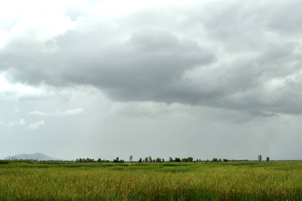 Gray cloud formations on sky above swamp, Nimbus moving, Appearance of raincloud, Marsh and meadow plants gree, Fields in wetlands while rain falling - Photo, Image