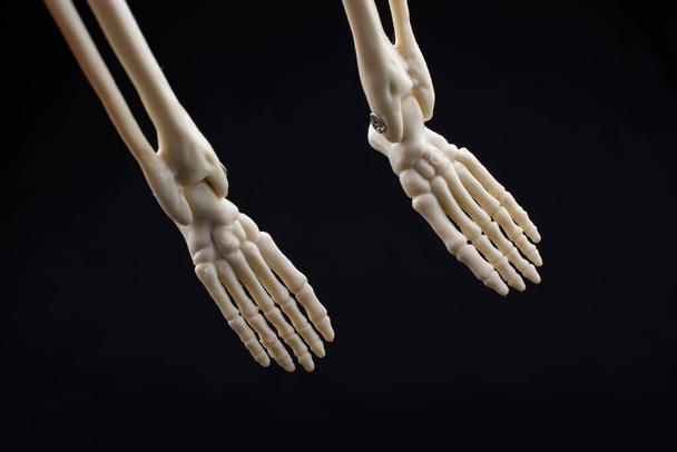 Menschliches Skelettmodell für die medizinische Anatomie Wissenschaft Konzept der Medizinischen Klinik. - Foto, Bild