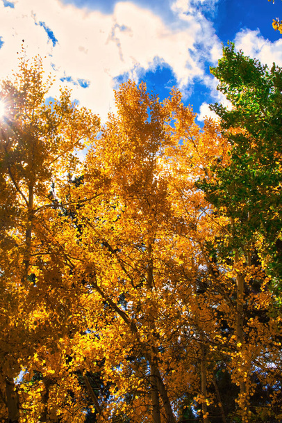 秋のマンモス山でのハイキング - 写真・画像