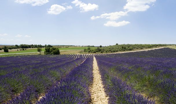 The plateau Valensole, France - Foto, afbeelding
