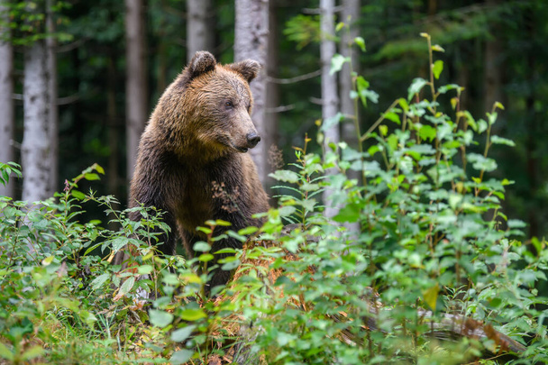Wild adult Brown Bear (Ursus Arctos) στο ορεινό καλοκαιρινό δάσος - Φωτογραφία, εικόνα