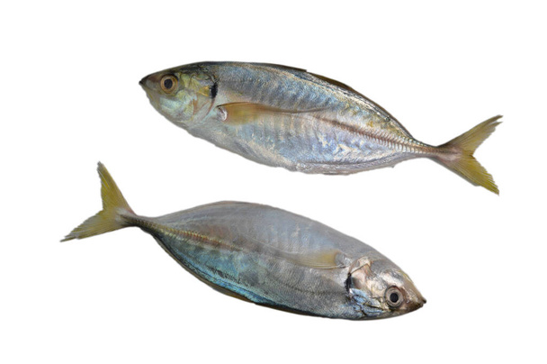 Fresh raw fish called as Rastrelliger Kanagurta or Mackerel fish isolated on white background - Photo, image