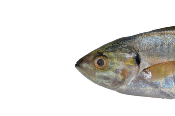 Verse rauwe vis, Rastrelliger Kanagurta of makreel, geïsoleerd op witte ondergrond - Foto, afbeelding