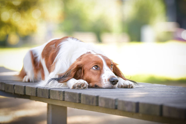 Kooikerhondjeはベンチに横たわっています。彼はとてもかわいい犬だ。. - 写真・画像