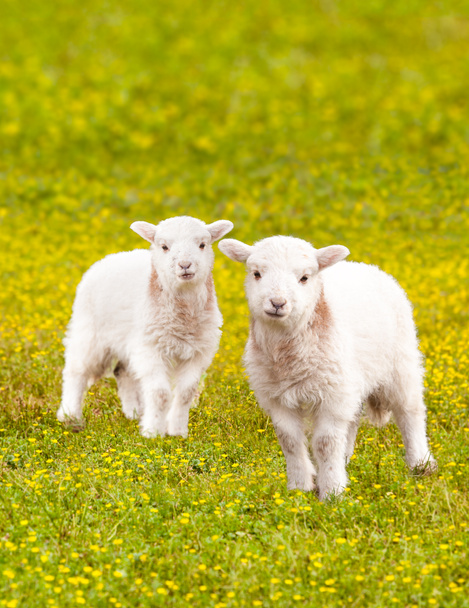 Corderos gemelos en prado de flores
 - Foto, Imagen