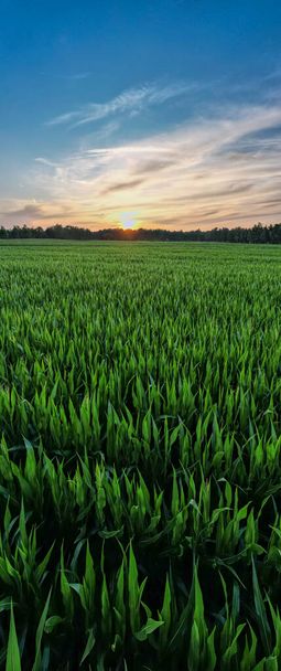 Luchtfoto panoramisch uitzicht genomen door een drone van een maïsveld landbouw onder een zonsondergang hemel. Groene natuur. Landbouwgrond op het platteland in de zomer. Plantengroei. Boerderijwereld. Buitenlandschap. Organisch blad. Planten - Foto, afbeelding