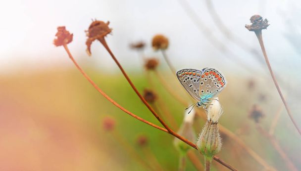 pigeon butterfly sits on a dried flower, macro photo of an insect with a blurred background, defocus, autumn horizontal photo with free space for text - Photo, Image