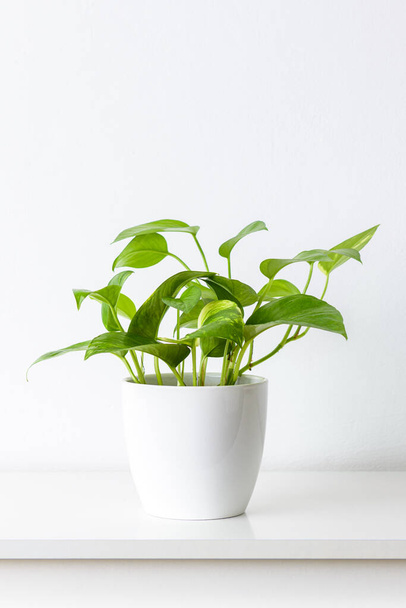 Golden pothos or devil's ivy plant in white ceramic pot on white shelf against white wall. Trendy exotic house plants as modern home interior decor. - Foto, Imagem