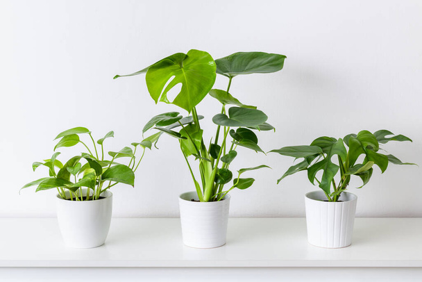 Collection of various tropical houseplants in white ceramic pots. Potted exotic house plants on white shelf against white wall. - Photo, image