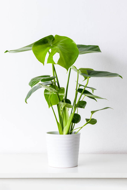 Monstera deliciosa or swiss cheese plant in a white ceramic pot on white shelf against white wall. Trendy exotic house plants as modern home interior decor. - Fotografie, Obrázek
