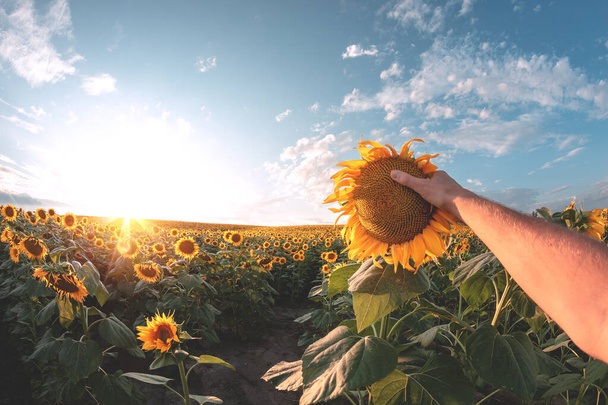 Kuva auringonkukkapellosta aamulla tai illalla. Miehen käsi pitää yhtä kukkaa. Aurinko paistaa taivaalla auringonlaskun tai auringonnousun aikana. Uskomaton näkymä - Valokuva, kuva
